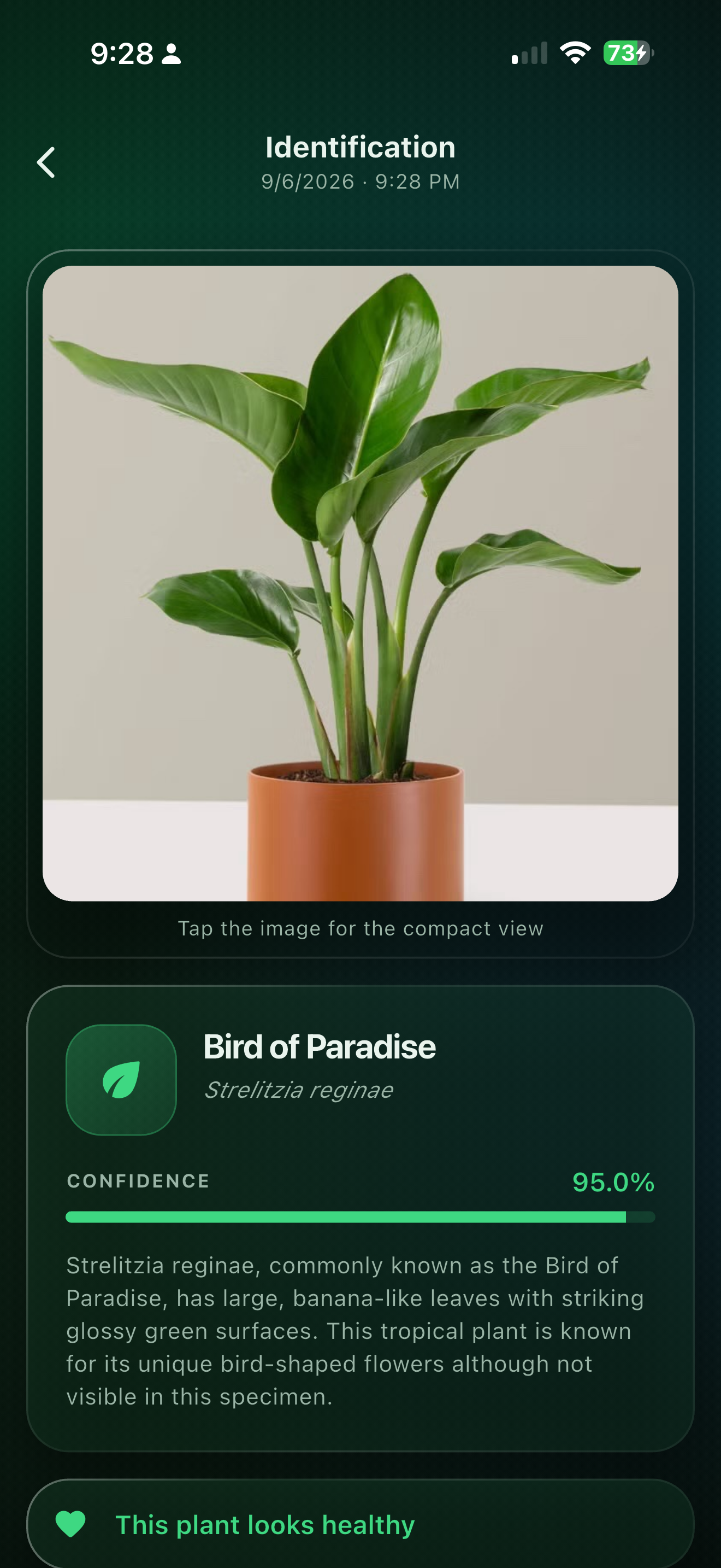 A Budget Plant ID result identifying a Japanese banana, showing its scientific name and description